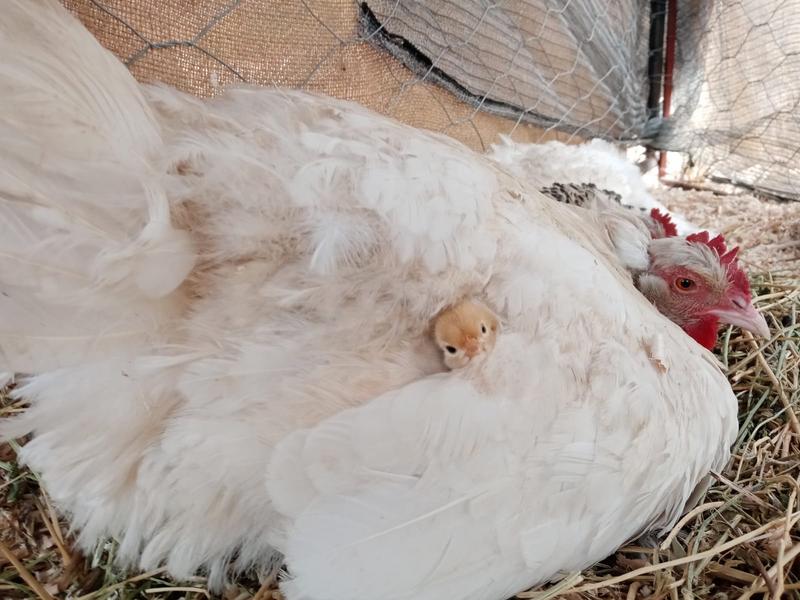 3 Bedroom Property for Sale in Oudtshoorn Rural Western Cape